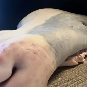 TETE DE VEAU